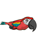 Parrot