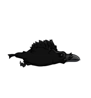 Raven